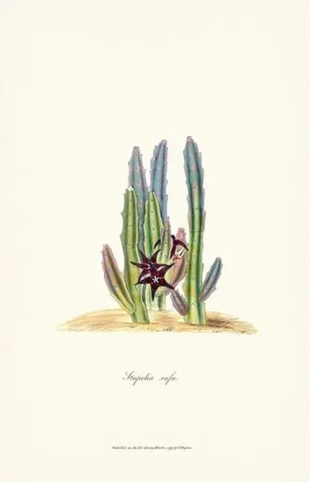 Framed Print : Blooming Stapelia Framed Print : Blooming Stapelia