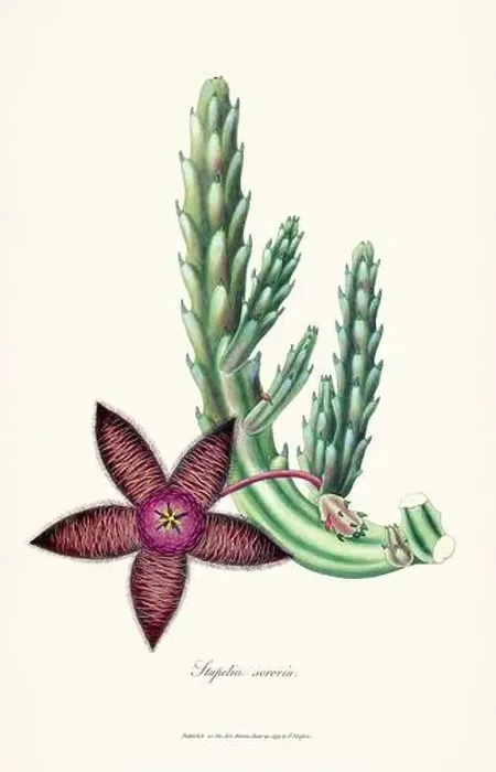 Framed Print : Blooming Stapelia Framed Print : Blooming Stapelia