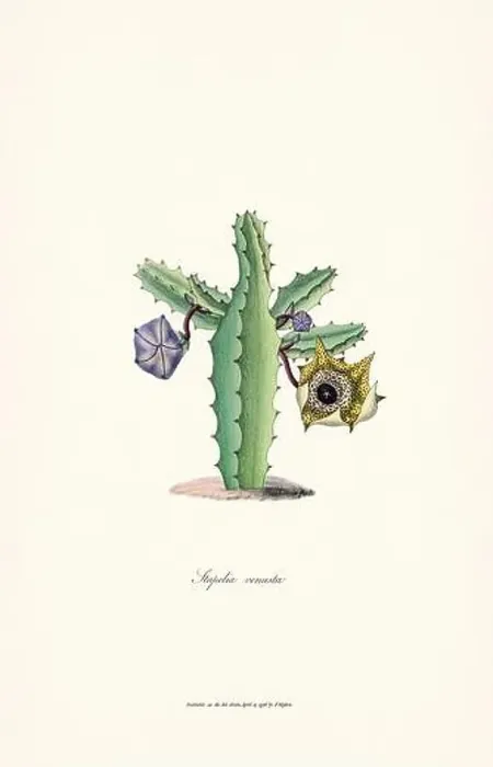 Framed Print : Blooming Stapelia Framed Print : Blooming Stapelia