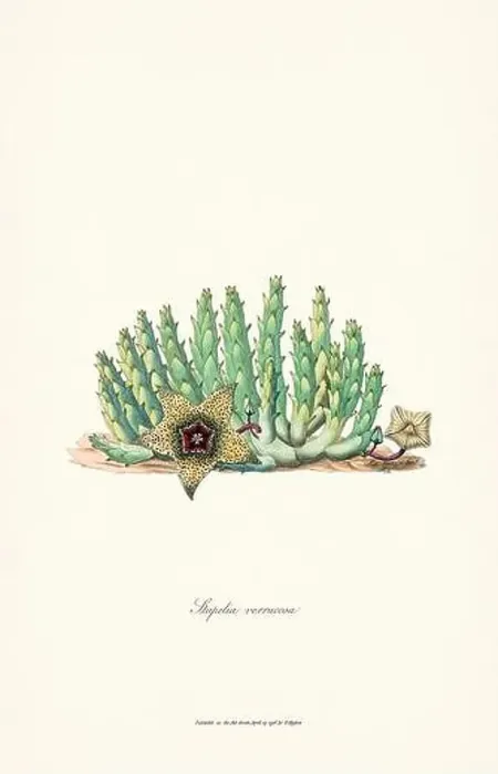 Framed Print : Blooming Stapelia Framed Print : Blooming Stapelia