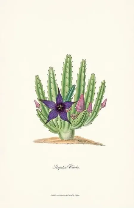 Framed Print : Blooming Stapelia Framed Print : Blooming Stapelia