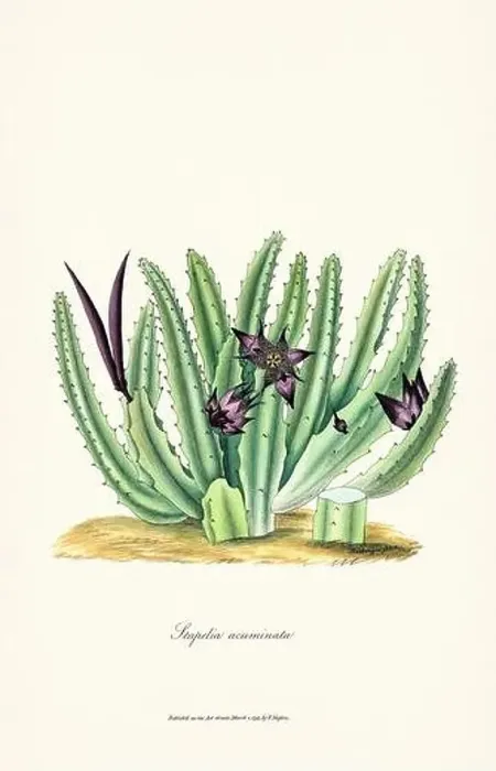 Framed Print : Blooming Stapelia Framed Print : Blooming Stapelia