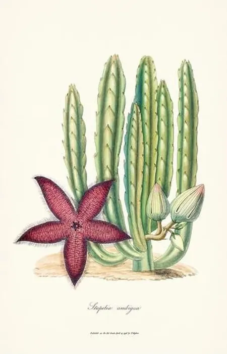 Framed Print : Blooming Stapelia Framed Print : Blooming Stapelia