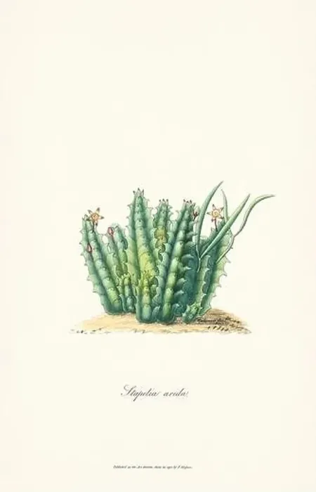 Framed Print : Blooming Stapelia Framed Print : Blooming Stapelia