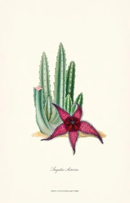 Framed Print : Blooming Stapelia Framed Print : Blooming Stapelia