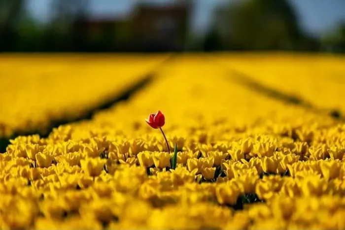 Framed Print : Blooming tulip field in North Holland, the Netherlands Framed Print : Blooming tulip field in North Holland, the Netherlands