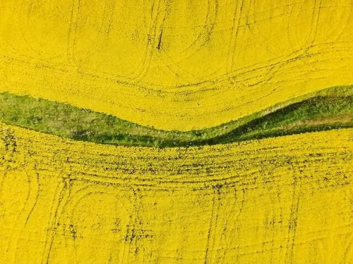 Framed Print : Blooming yellow rapeseed field with evening light. Aerial view with field textures Framed Print : Blooming yellow rapeseed field with evening light. Aerial view with field textures