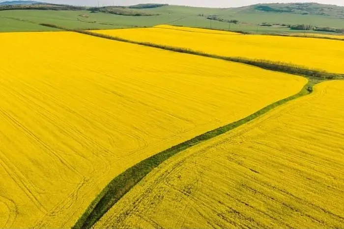 Framed Print : Blooming yellow rapeseed field with evening light. Aerial view with field textures Framed Print : Blooming yellow rapeseed field with evening light. Aerial view with field textures