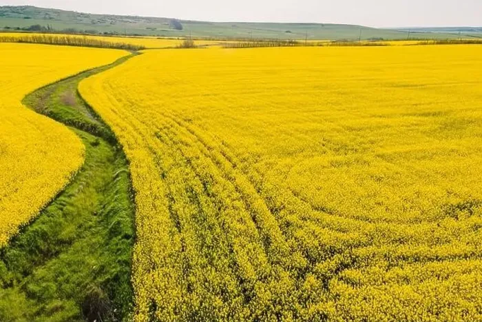 Framed Print : Blooming yellow rapeseed field with evening light. Aerial view with field textures Framed Print : Blooming yellow rapeseed field with evening light. Aerial view with field textures