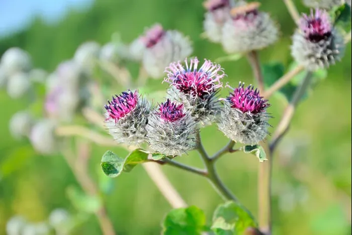 Framed Print : Blossoming burdock (Arctium lappa), focus on flower in front Framed Print : Blossoming burdock (Arctium lappa), focus on flower in front