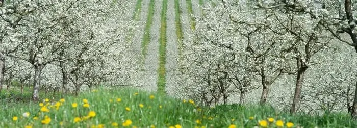 Framed Print : Blossoming young plum garden, top view, Span of the drone over the plum blooming, France Framed Print : Blossoming young plum garden, top view, Span of the drone over the plum blooming, France