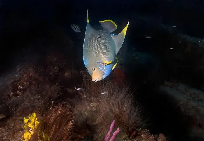 Framed Print : A Blue Angelfish (Holacanthus bermudensis) in Florida, USA Framed Print : A Blue Angelfish (Holacanthus bermudensis) in Florida, USA