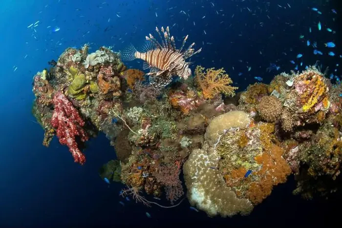 Framed Print : Blue anthias, lionfish and marine life growing on the Yamagiri Maru wreck, Truk Lagoon, Micronesia Framed Print : Blue anthias, lionfish and marine life growing on the Yamagiri Maru wreck, Truk Lagoon, Micronesia
