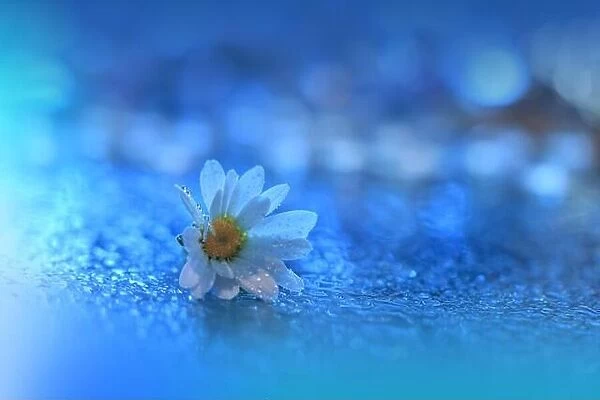 Blue Background.Fantasy Art.Creative Wallpaper.Beautiful Nature Background.Spring Daisy Flower.Copy Space.Wedding Invitation.Abstract Macro.Water, spa