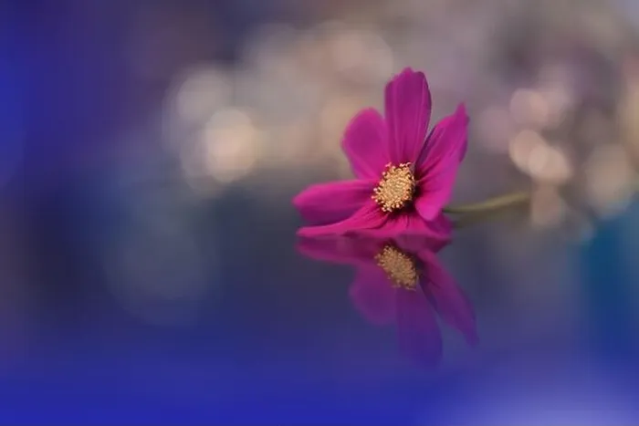Framed Print : Blue Background.Fantasy Art.Creative Wallpaper.Beautiful Nature Background.Amazing Spring Cosmos Flower.Copy Space.Wedding Invitation.Abstract Macro Framed Print : Blue Background.Fantasy Art.Creative Wallpaper.Beautiful Nature Background.Amazing Spring Cosmos Flower.Copy Space.Wedding Invitation.Abstract Macro