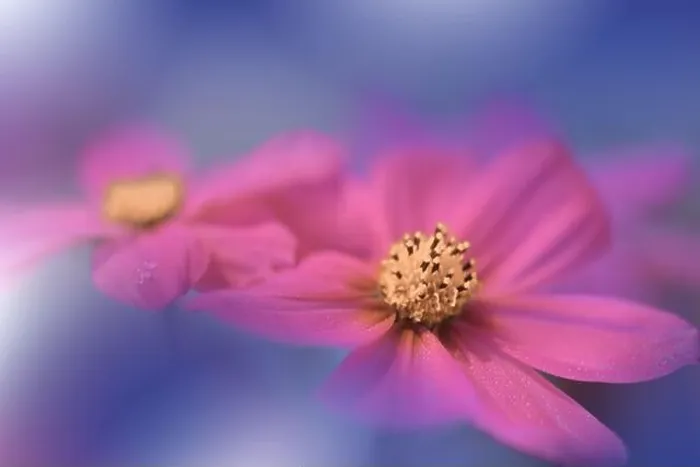 Framed Print : Blue Background.Fantasy Art.Creative Wallpaper.Beautiful Nature Background.Amazing Spring Cosmos Flower.Copy Space.Wedding Invitation.Abstract Macro Framed Print : Blue Background.Fantasy Art.Creative Wallpaper.Beautiful Nature Background.Amazing Spring Cosmos Flower.Copy Space.Wedding Invitation.Abstract Macro