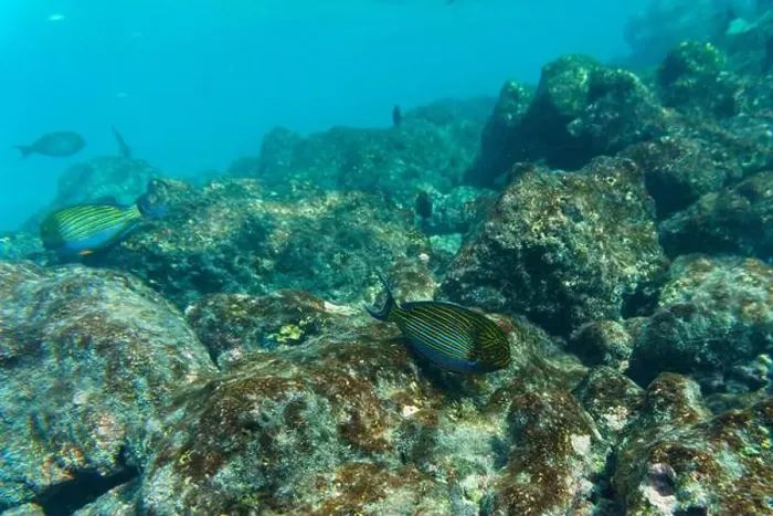 Framed Print : Blue banded surgeonfish (Acanthurus lineatus)