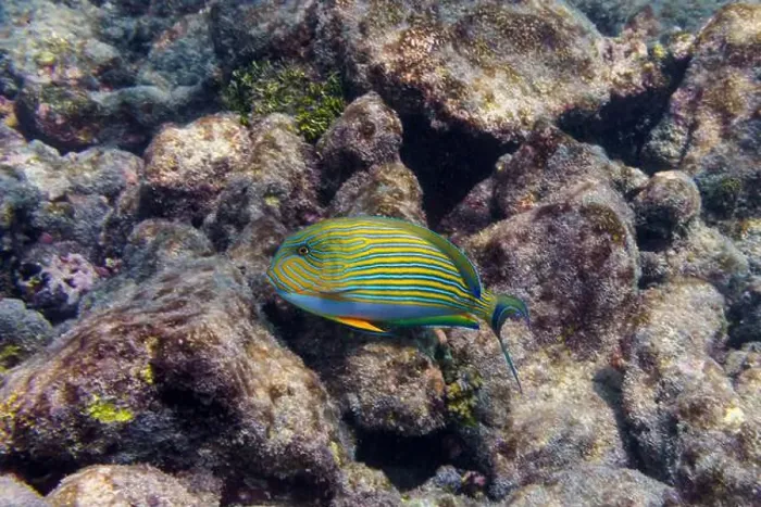 Framed Print : Blue banded surgeonfish (Acanthurus lineatus)