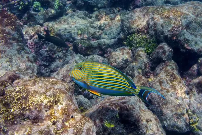 Framed Print : Blue banded surgeonfish (Acanthurus lineatus)