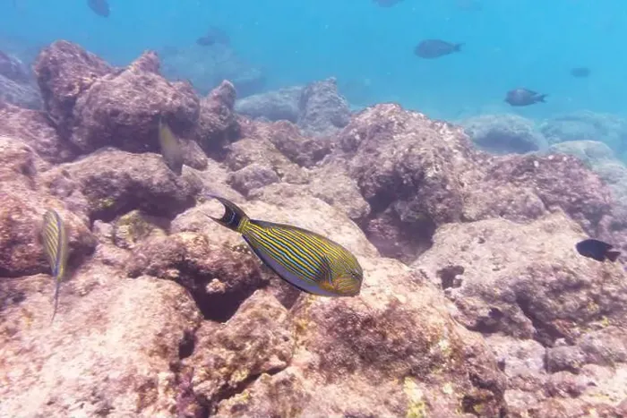 Framed Print : Blue banded surgeonfish (Acanthurus lineatus)