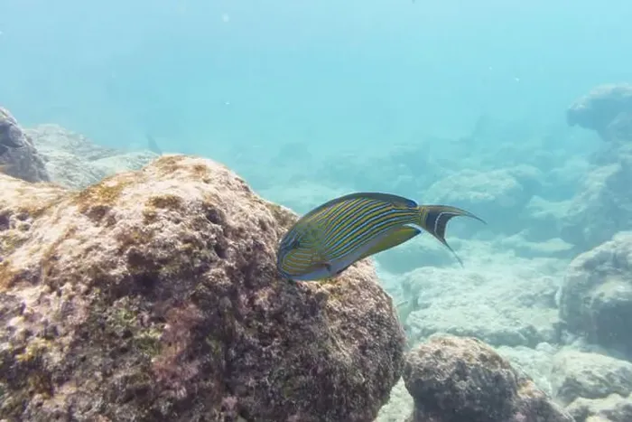Framed Print : Blue banded surgeonfish (Acanthurus lineatus)