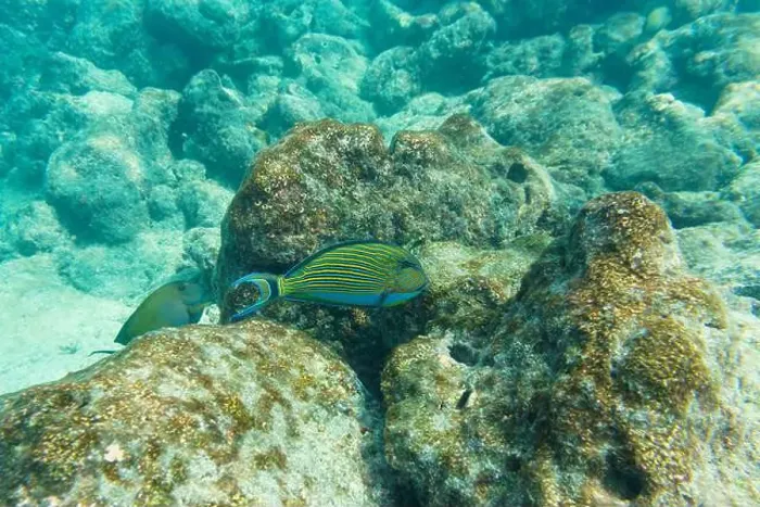 Framed Print : Blue banded surgeonfish (Acanthurus lineatus)