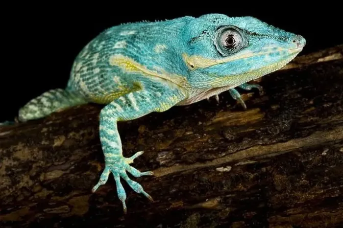 Framed Print : The Blue Beauty Anole (Anolis equestris potior) Framed Print : The Blue Beauty Anole (Anolis equestris potior)