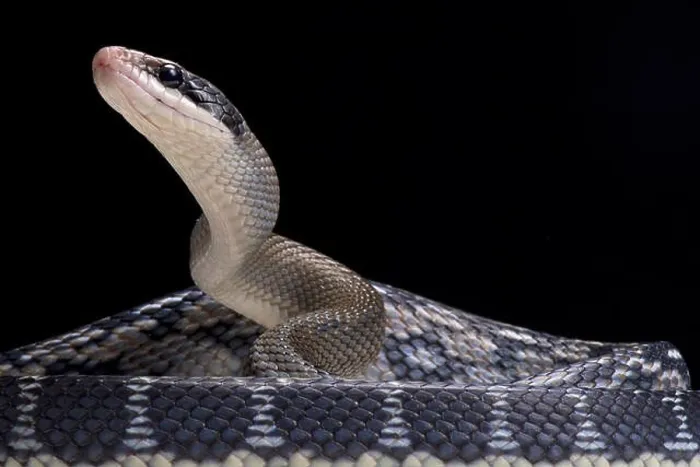 Framed Print : Blue beauty rat snake (Orthriophis taeniurus)