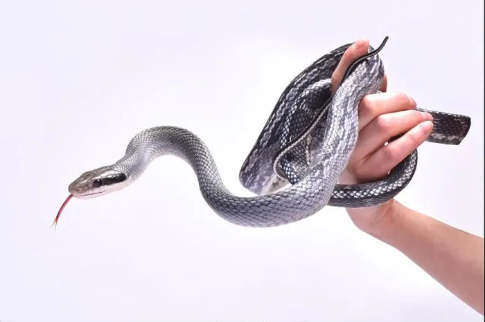 Framed Print : Blue beauty rat snake (Orthriophis taeniurus) Framed Print : Blue beauty rat snake (Orthriophis taeniurus)