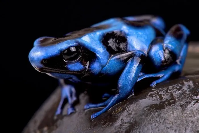 Framed Print : Blue and black poison frog (Dendrobates auratus) Framed Print : Blue and black poison frog (Dendrobates auratus)