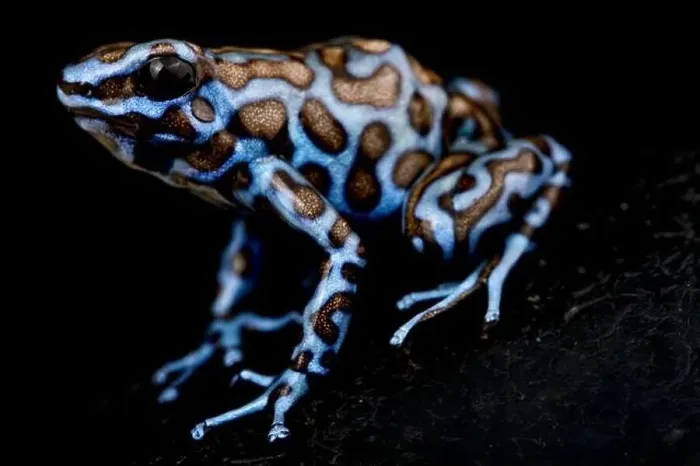 Framed Print : The Blue and Black poison frog (Dendrobates auratus) Framed Print : The Blue and Black poison frog (Dendrobates auratus)