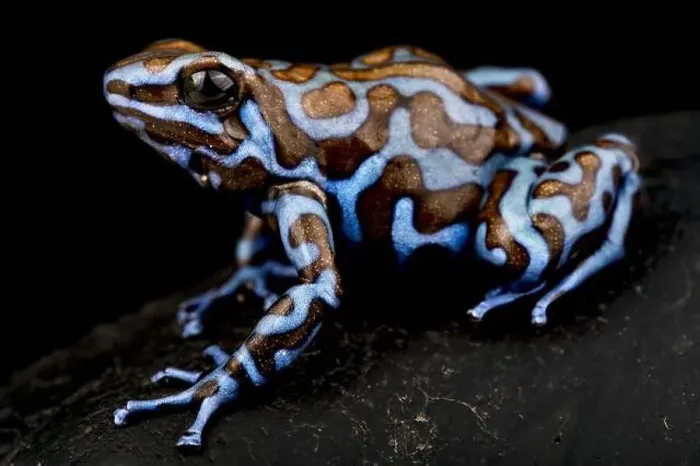 Framed Print : The Blue and Black poison frog (Dendrobates auratus) Framed Print : The Blue and Black poison frog (Dendrobates auratus)