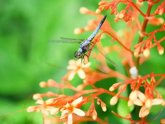 Framed Print : Blue dasher dragonfly with pattern of yellow and orange on the side of the body
