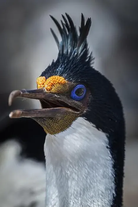 Framed Print : Blue-eyed Cormorant (Phalacrocorax atriceps) Framed Print : Blue-eyed Cormorant (Phalacrocorax atriceps)