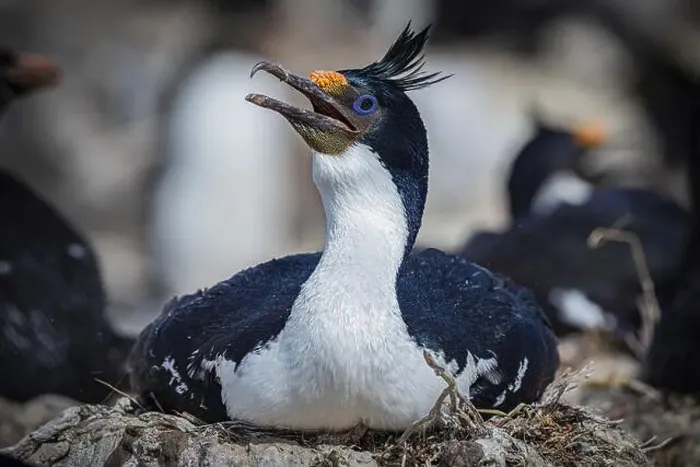 Framed Print : Blue-eyed Cormorant (Phalacrocorax atriceps) on its nest Framed Print : Blue-eyed Cormorant (Phalacrocorax atriceps) on its nest