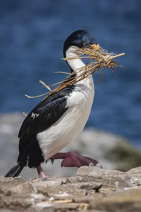 Framed Print : Blue-eyed Cormorant (Phalacrocorax atriceps) with nesting material Framed Print : Blue-eyed Cormorant (Phalacrocorax atriceps) with nesting material