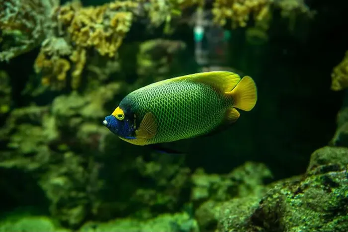 Framed Print : Blue faced angelfish Pomacanthus xanthometopon in a coral reef Framed Print : Blue faced angelfish Pomacanthus xanthometopon in a coral reef