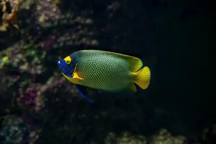 Framed Print : Blue faced angelfish Pomacanthus xanthometopon in a coral reef Framed Print : Blue faced angelfish Pomacanthus xanthometopon in a coral reef