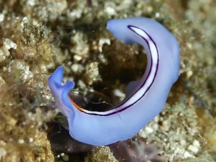 Framed Print : Blue flatworm, racing stripe whirlpool worm (Pseudoceros bifurcus) Framed Print : Blue flatworm, racing stripe whirlpool worm (Pseudoceros bifurcus)