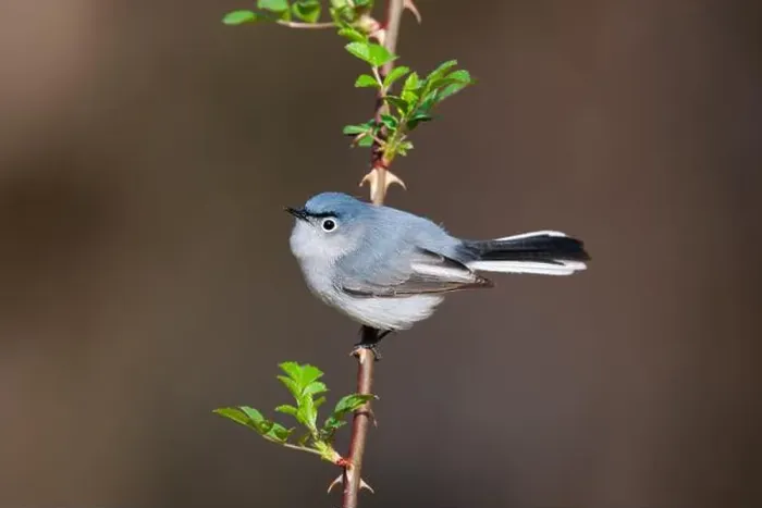 Framed Print : Blue-gray Gnatcatcher perched on a thorny branch Framed Print : Blue-gray Gnatcatcher perched on a thorny branch