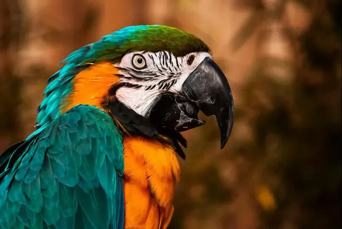 Framed Print : Blue green orange macaw talking parrot portrait closeup Framed Print : Blue green orange macaw talking parrot portrait closeup