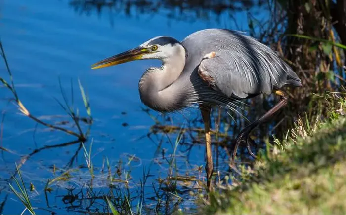 Framed Print : Blue heron Framed Print : Blue heron