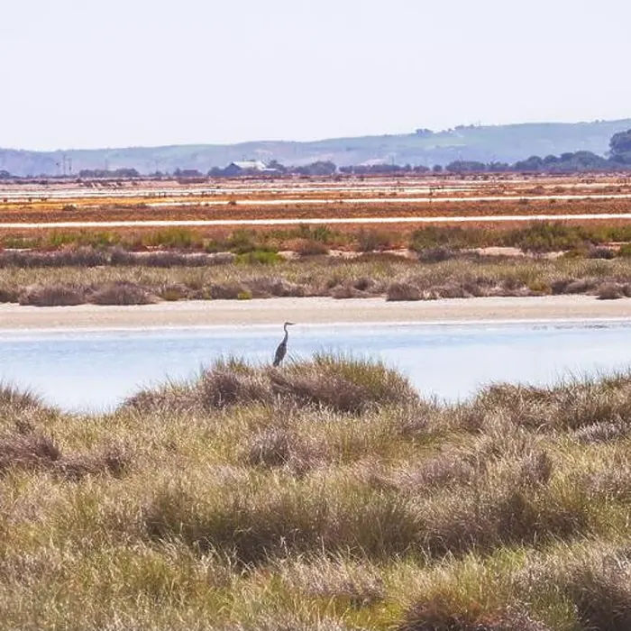 Framed Print : A blue heron stands next to a salt marsh in Donana National park in Spain Framed Print : A blue heron stands next to a salt marsh in Donana National park in Spain