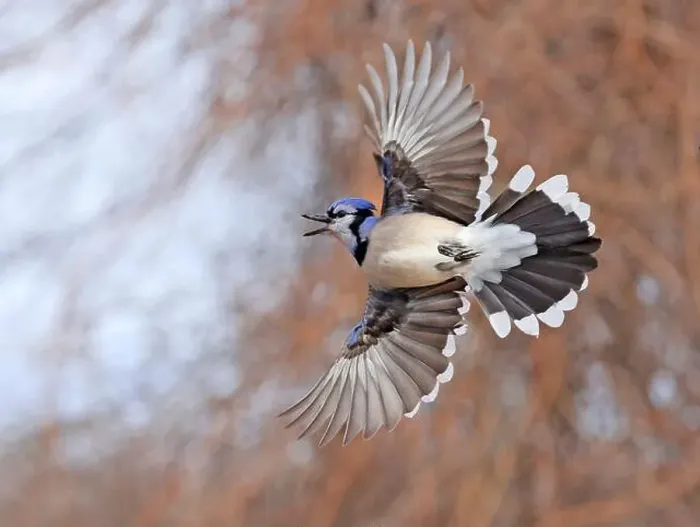 Framed Print : Blue Jay hovering in mid-air, Canada Framed Print : Blue Jay hovering in mid-air, Canada