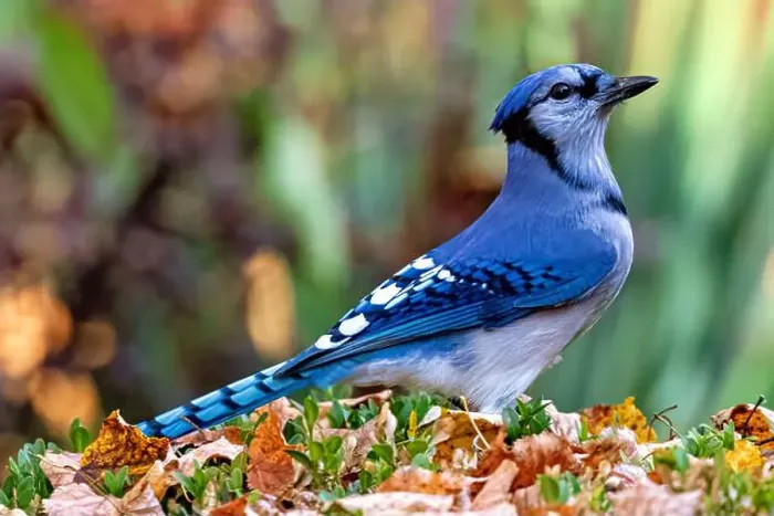 Framed Print : A Blue jay isolated on a bush during the autumn in Southwestern Ontario, Canada