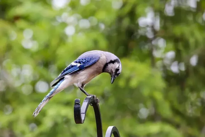 Framed Print : A blue jay looks down from his perch in Northeast Indiana, USA Framed Print : A blue jay looks down from his perch in Northeast Indiana, USA