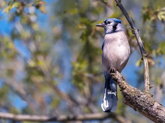 Framed Print : Blue Jay perching on a tree branch in early spring Framed Print : Blue Jay perching on a tree branch in early spring