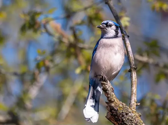Framed Print : Blue Jay perching on a tree branch in early spring Framed Print : Blue Jay perching on a tree branch in early spring