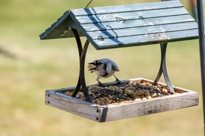 Framed Print : A blue jay sits on a Northeast Indiana platform bird feeder while holding a peanut in its beak