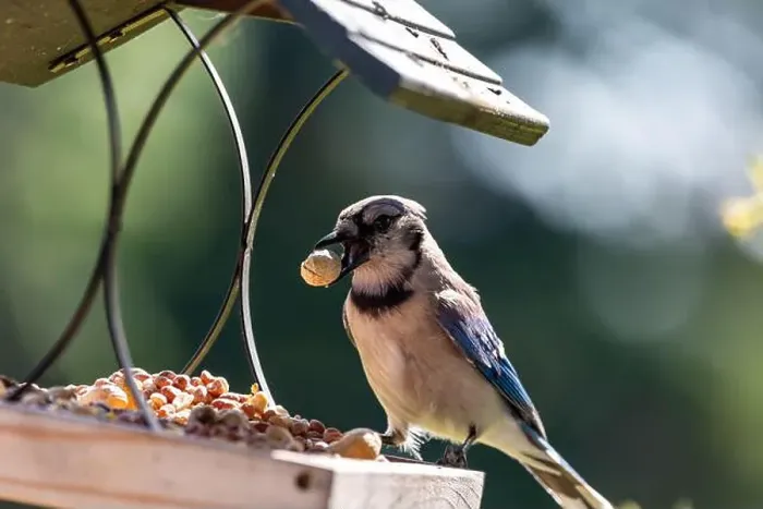 Framed Print : A blue jay sits on a Northeast Indiana platform bird feeder while holding a peanut in its beak Framed Print : A blue jay sits on a Northeast Indiana platform bird feeder while holding a peanut in its beak